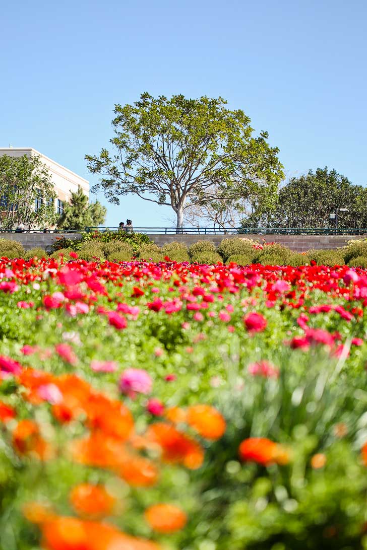 It's Ranunculus Season at the Carlsbad Flower Fields. See them before they’re gone! // localadventurer.com