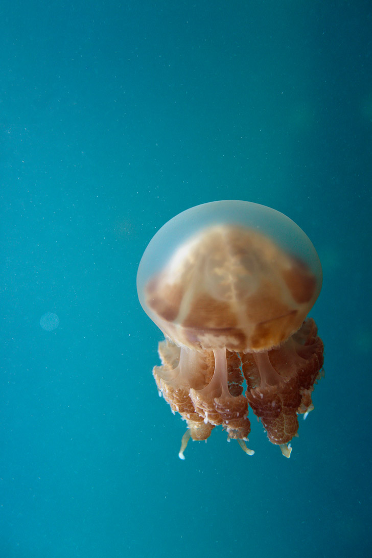 You can swim with Stingless Jellyfish at Jellyfish Lake Indonesia - Kakaban Island East Kalimantan // localadventurer.com