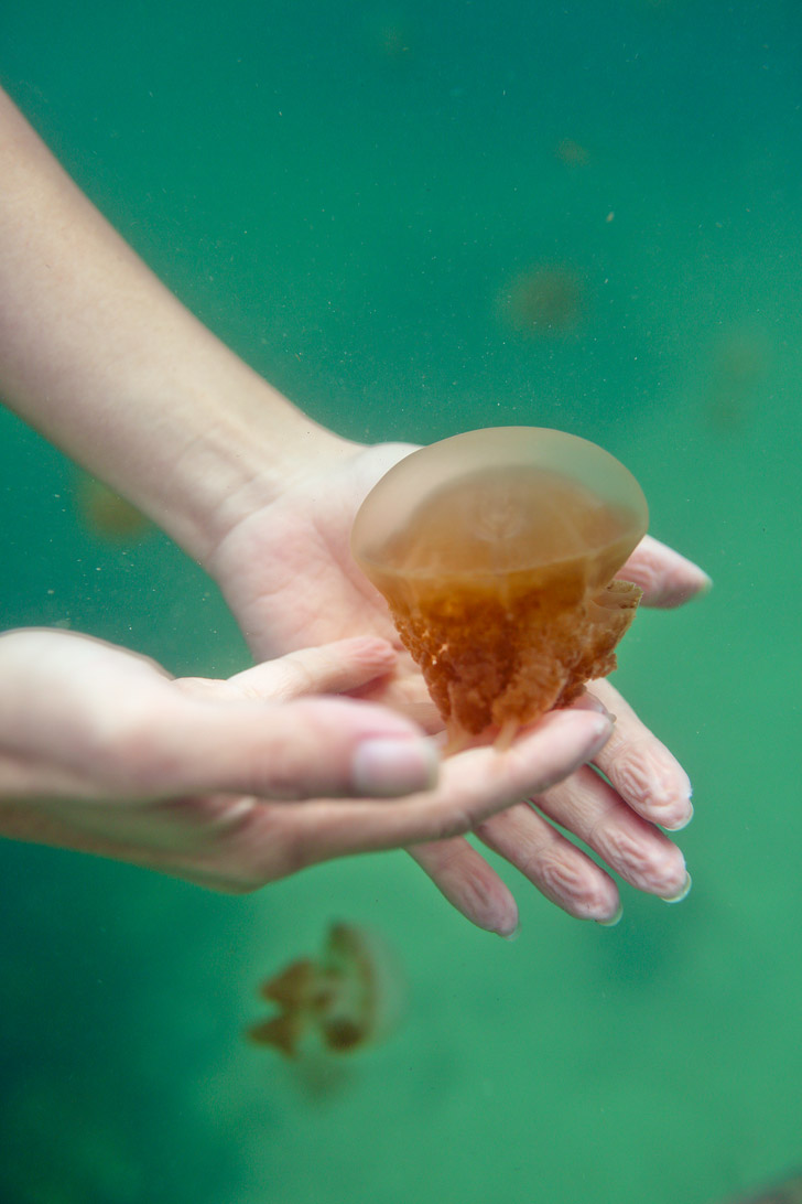 Jellyfish that Don't Sting at Jellyfish Lake Indonesia - They evolved to lose their stingers after the lagoon separated from the ocean // localadventurer.com