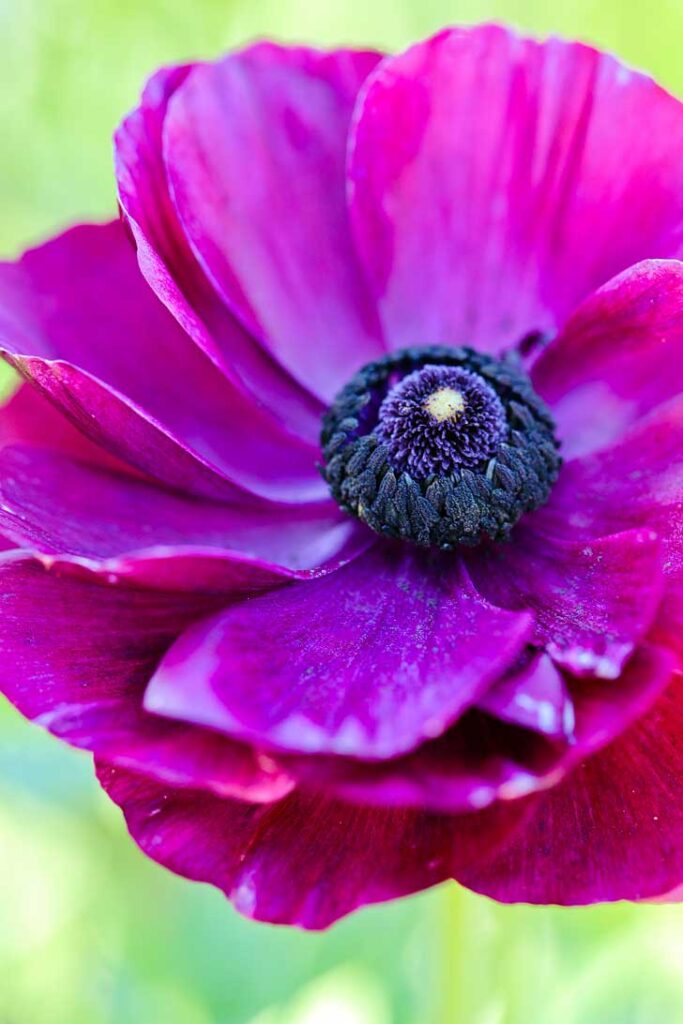 Spring Blooms are Here at the Flower Fields Carlsbad Ranch!