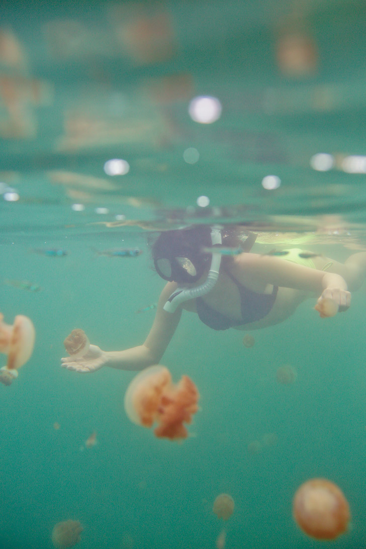 Swimming with Jellyfish that Don't Sting at Jellyfish Lake Indonesia - They evolved to lose their stingers after the lagoon separated from the ocean // localadventurer.com