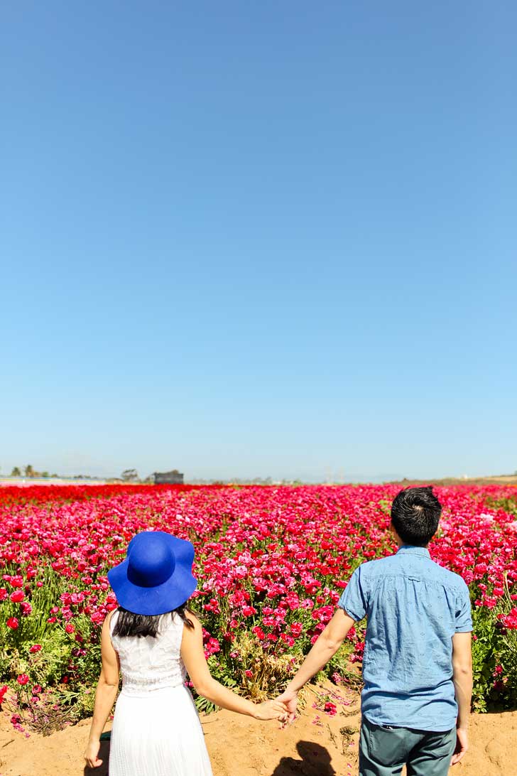 The Flower Fields Carlsbad Ranch // localadventurer.com