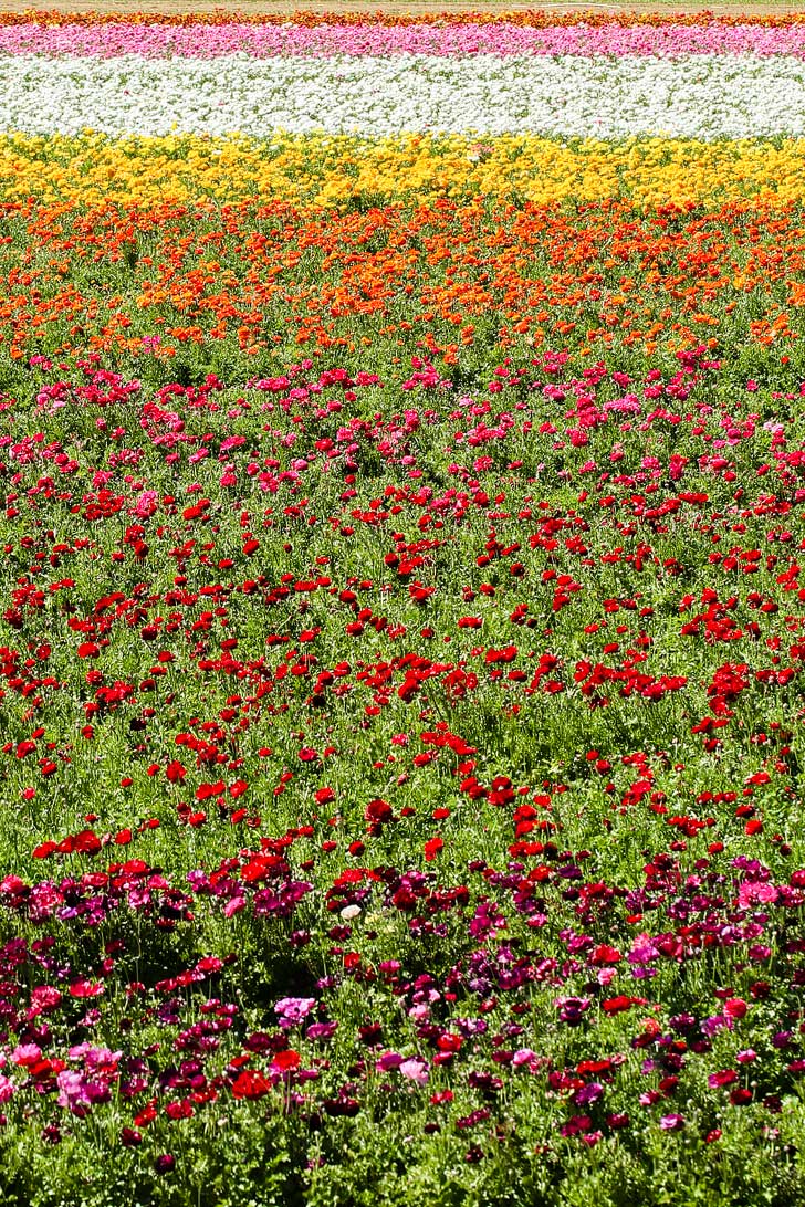 The Flower Fields Carlsbad Ranch // localadventurer.com