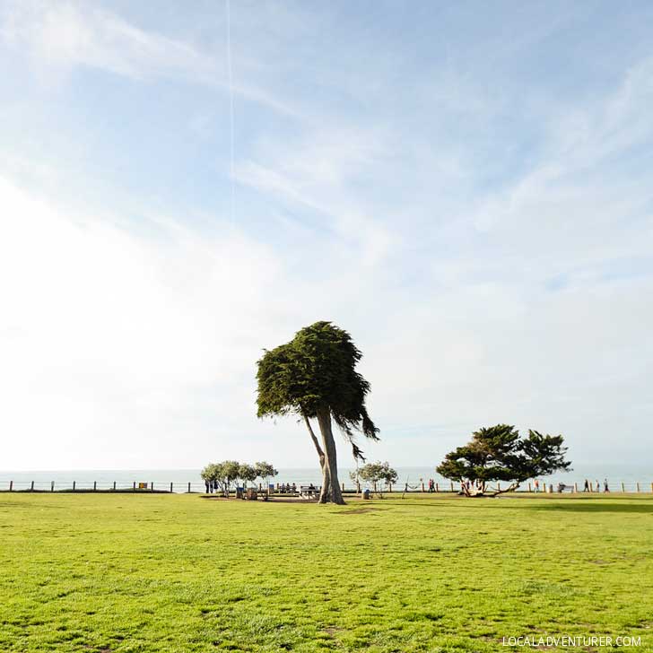 Truffula Tree in La Jolla (13 Best Instagram Spots in San Diego) // localadventurer.com