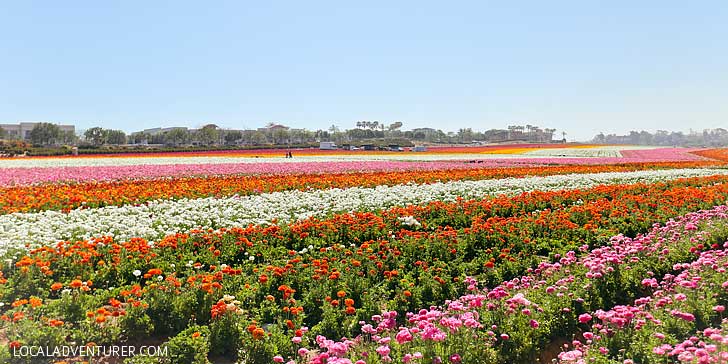 It's Ranunculus Season at the Carlsbad Flower Fields. See them before they’re gone! // localadventurer.com