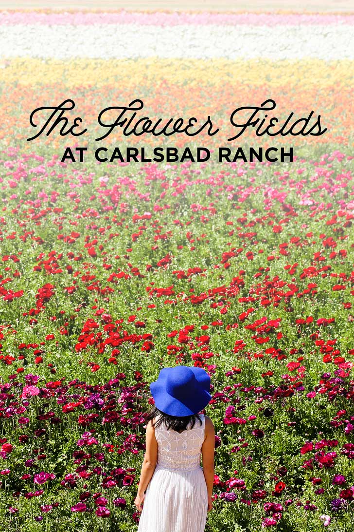 It's Ranunculus Season at the Carlsbad Flower Fields! // localadventurer.com