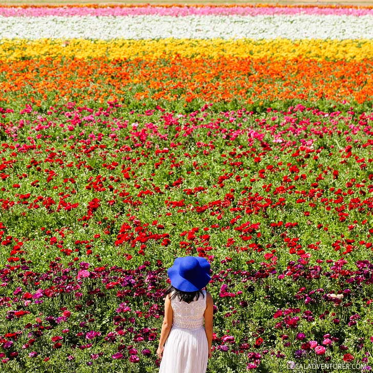 11 Beautiful California Flower Fields You Must Visit This Spring