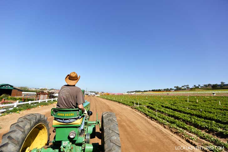 It's Ranunculus Season at the Carlsbad Flower Fields. See them before they’re gone! // localadventurer.com