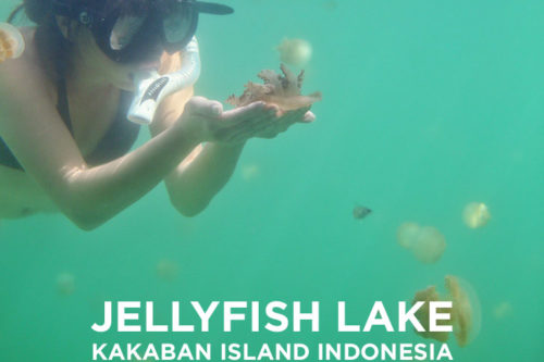 Swimming with Stingless Jellyfish in Jellyfish Lake Kakaban