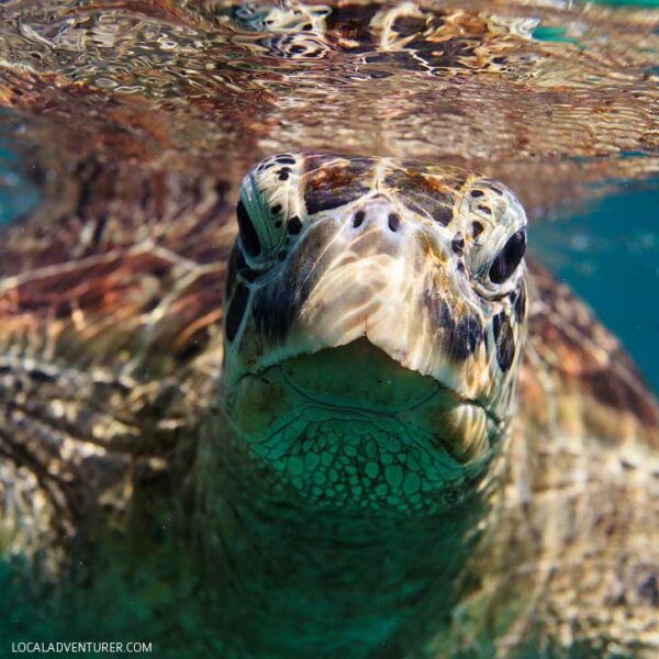 Swimming with Dozens of Endangered Sea Turtles in Indonesia