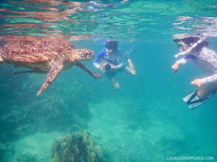 Swimming with Dozens of Endangered Sea Turtles in Indonesia // localadventurer.com