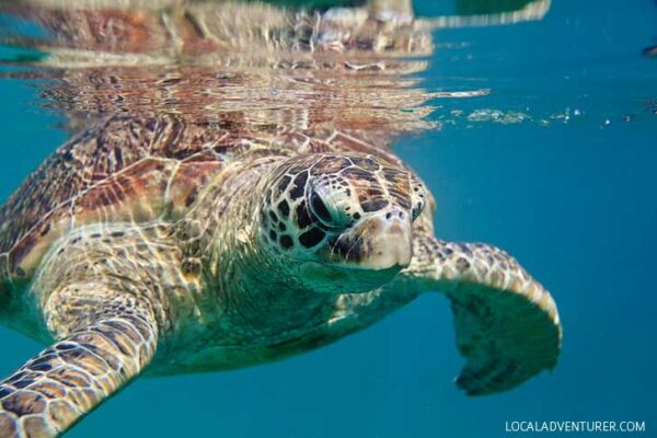 Swimming with Dozens of Endangered Sea Turtles in Indonesia