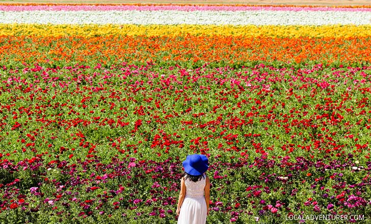 It's Ranunculus Season at the Carlsbad Flower Fields. See them before they’re gone! // localadventurer.com