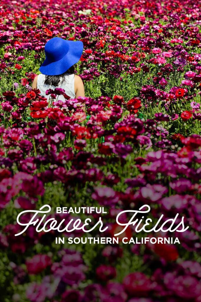 11 Beautiful Flower Fields You Must See in Southern California // localadventurer.com