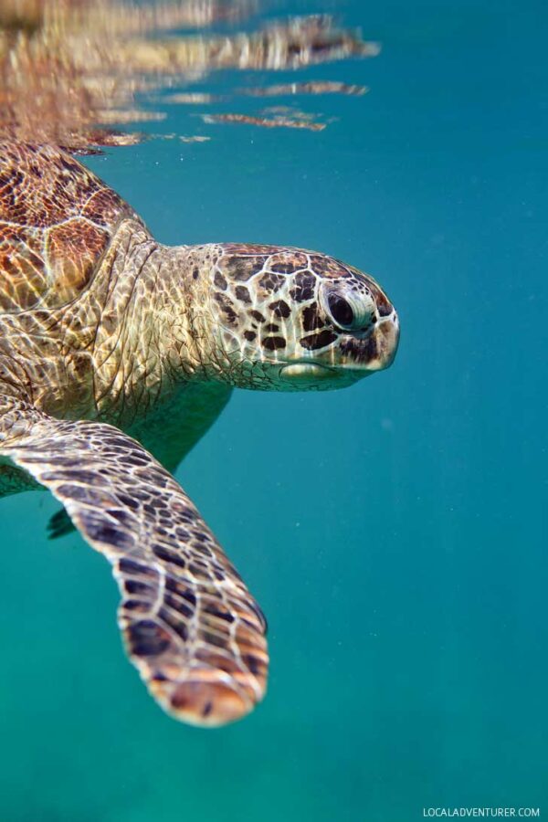 Swimming with Dozens of Endangered Sea Turtles in Indonesia