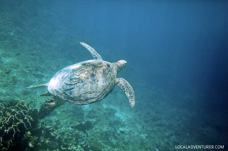 Hawksbill Sea Turtle - Snorkeling with Sea Turtles in Derawan Islands Indonesia // localadventurer.com