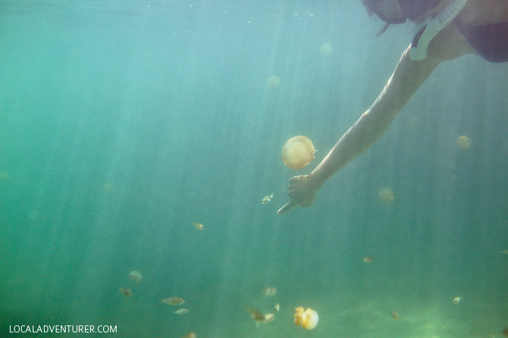 Swimming with Lagoon Jellyfish that Don't Sting - Derawan Island Indonesia // localadventurer.com