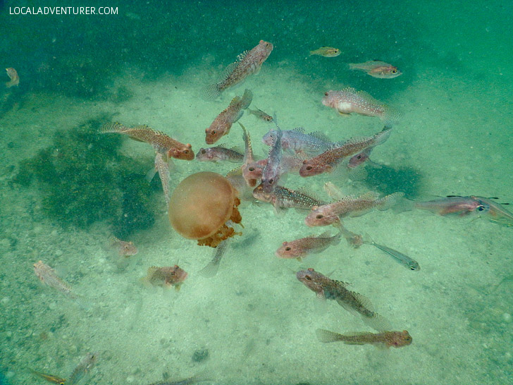 Stingless Jellyfish in Kakaban Island still have predators // localadventurer.com
