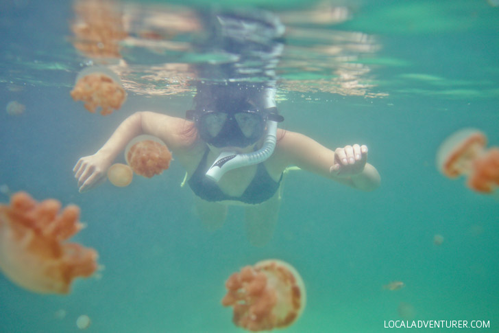 Swimming with Jellyfish that Don’t Sting at Jellyfish Lake Kakaban Island - There are only two places in the world where you can do this! // localadventurer.com