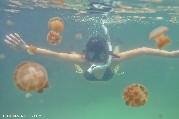 Swimming with Jellyfish that Don’t Sting at Jellyfish Lake Kakaban Island - There are only two places in the world where you can do this! // localadventurer.com