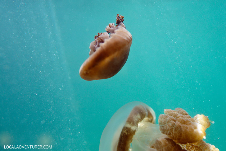 Swimming with Stingless Jellyfish in Derawan Island Indonesia - there are only two places in the world you can do this! // localadventurer.com