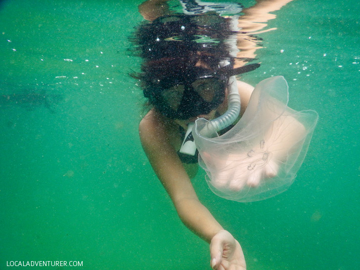 Snorkeling with Stingless Jellyfish at a Jellyfish Lagoon in Derawan Islands East Kalimantan // localadventurer.com