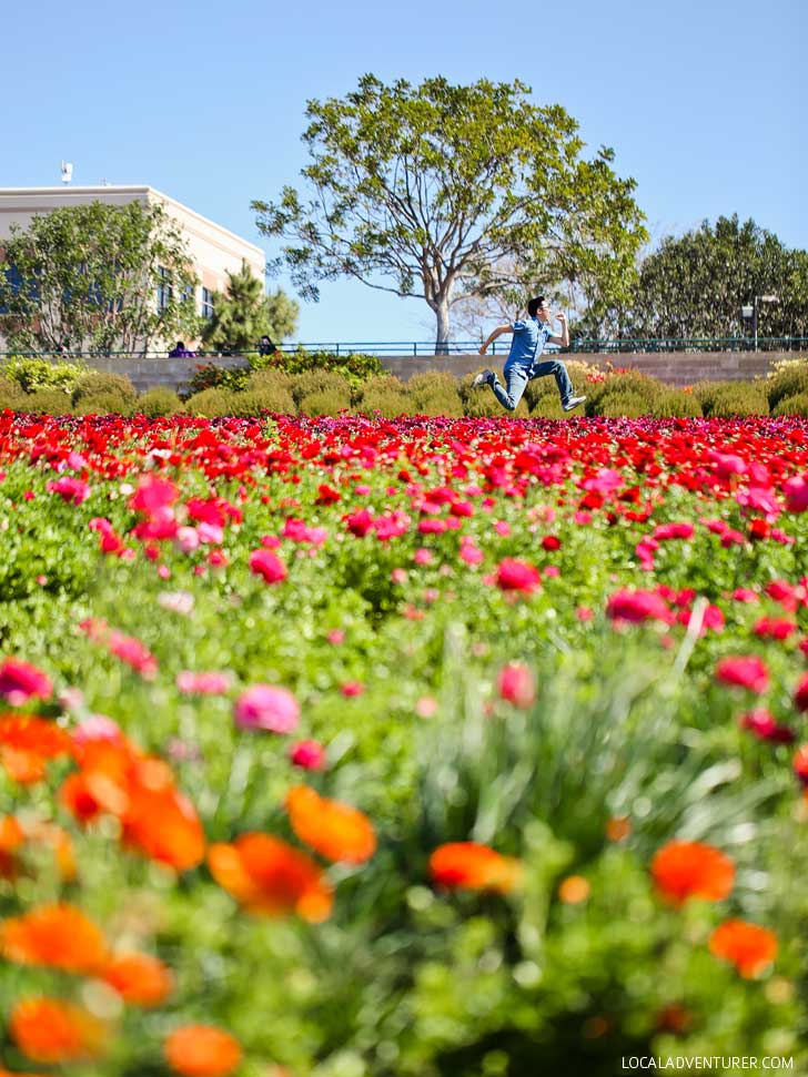 It's Ranunculus Season at the Carlsbad Flower Fields. See them before they’re gone! // localadventurer.com