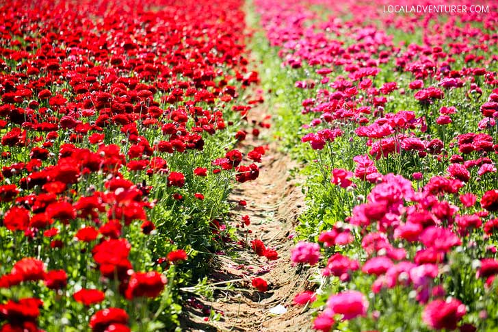 It's Ranunculus Season at the Carlsbad Flower Fields. See them before they’re gone! // localadventurer.com