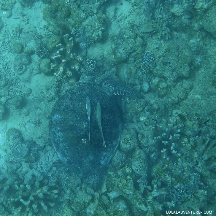 Swimming with Dozens of Endangered Sea Turtles in Indonesia // localadventurer.com