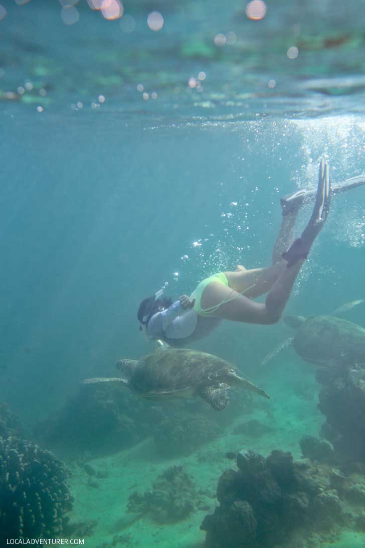 Snorkeling with Sea Turtles - Green Sea Turtles are endangered and hard to find anywhere else, but you're almost guaranteed to see them in Derawan Islands Indonesia! // localadventurer.com