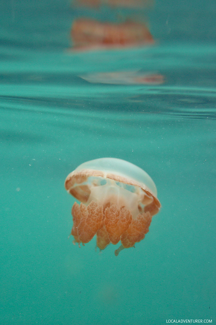 Lagoon Jellyfish That Don't Sting - There are two places in the world where you can swim with stingless jellyfish - Kakaban + Palau // localadventurer.com