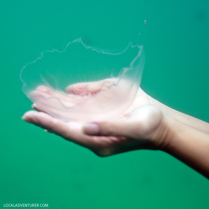 Swimming with Jellyfish that Don't Sting at Jellyfish Lake Indonesia - There are only two places in the world where you can do this - Palau + Kakaban // localadventurer.com