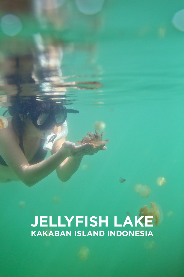 Swimming with Stingless Jellyfish at Jellyfish Lake Kakaban Island Indonesia // localadventurer.com