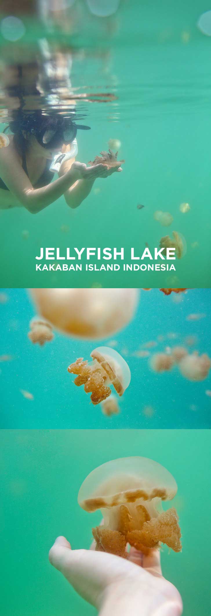Swimming with Stingless Jellyfish at Jellyfish Lake Kakaban Island Indonesia // localadventurer.com