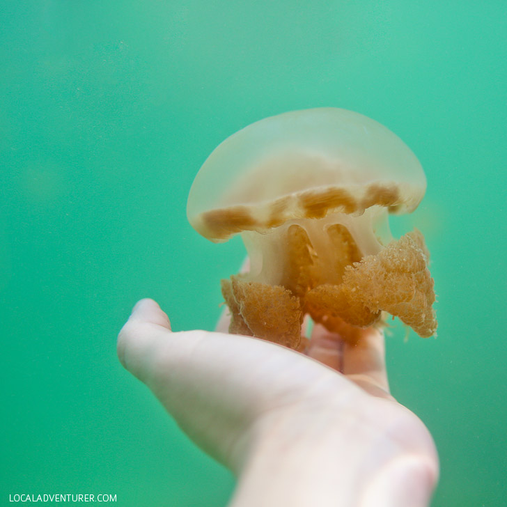 Swimming with Lagoon Jellyfish that Don't Sting - Derawan Island Indonesia // localadventurer.com