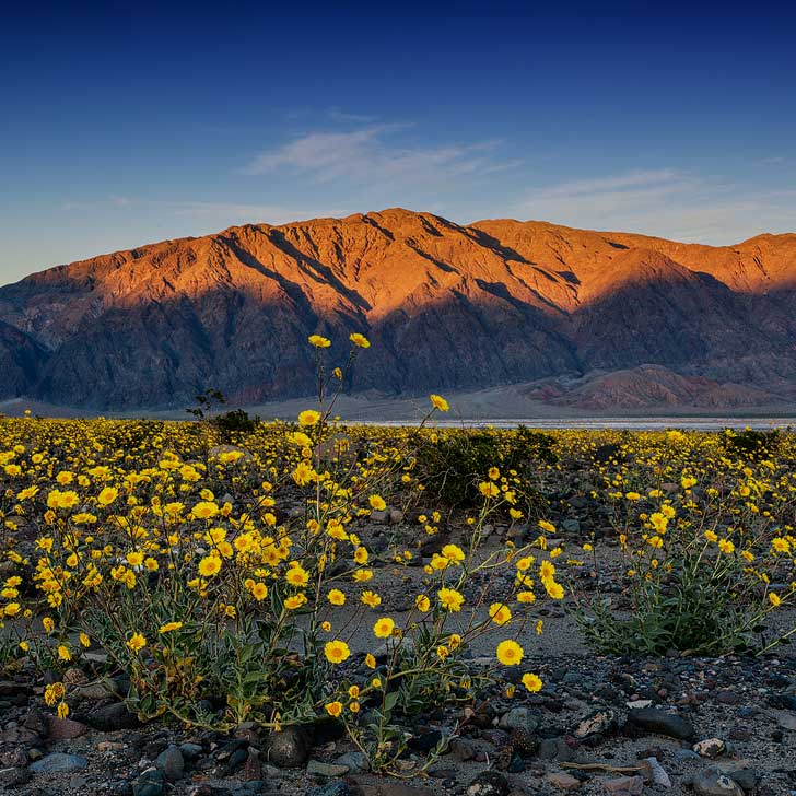 Beautiful California Flower Fields You Must Visit This Spring