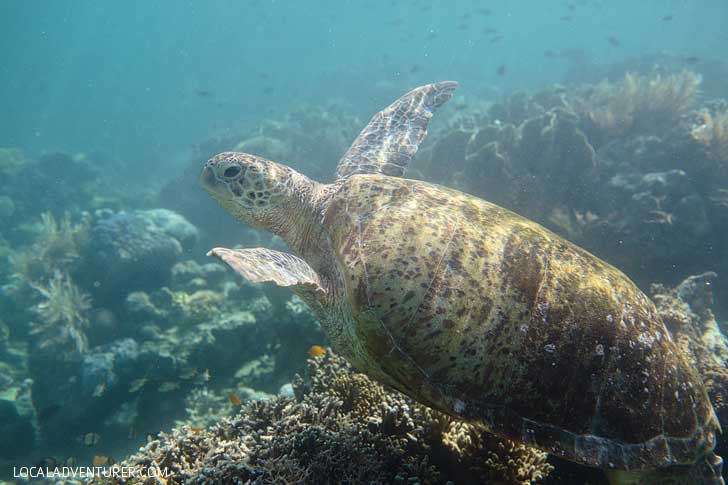 Snorkeling with Sea Turtles - Green Sea Turtles are endangered and hard to find anywhere else, but you're almost guaranteed to see them in Derawan Islands Indonesia! // localadventurer.com