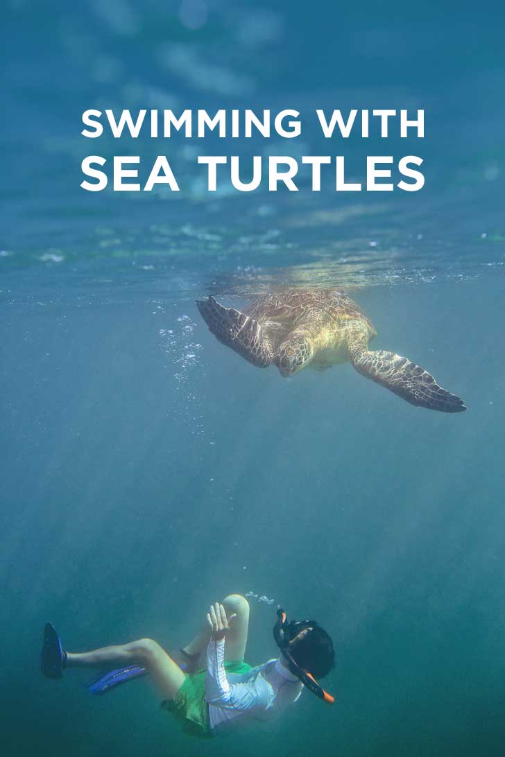 Swimming with Dozens of Endangered Sea Turtles in Derawan Islands Indonesia // localadventurer.com
