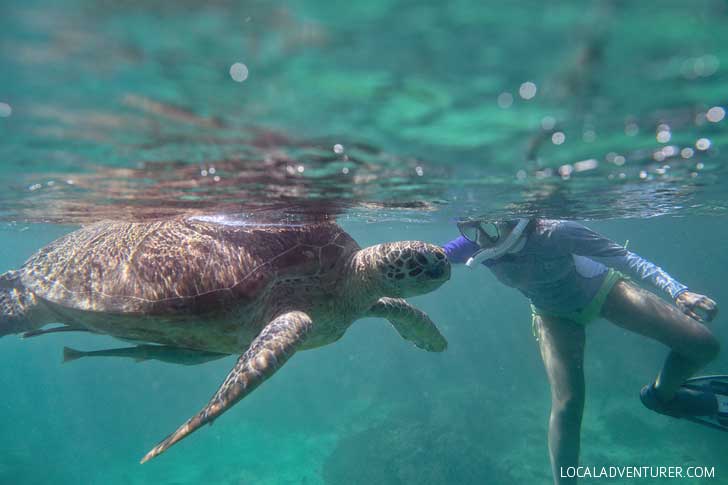 Swimming with Endangered Green Sea Turtles in Indonesia - Where You're Almost Guaranteed to See One! // localadventurer.com