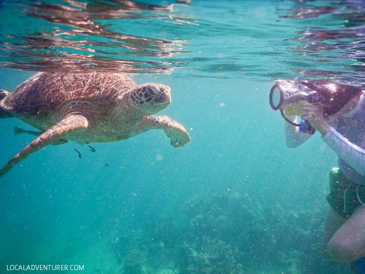 Swimming with Endangered Green Sea Turtles in Indonesia - Where You're Almost Guaranteed to See One! // localadventurer.com