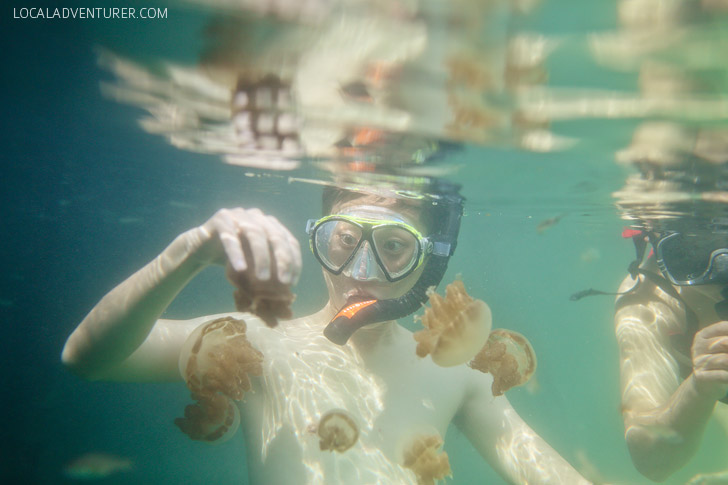 Swimming with Jellyfish - There are two places in the world where you can do this - Palau and Derawan Islands // localadventurer.com