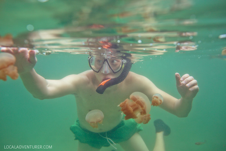 There are two places in the world where you can swim with jellyfish that don't sting - Palau + Derawan Island Indonesia // localadventurer.com