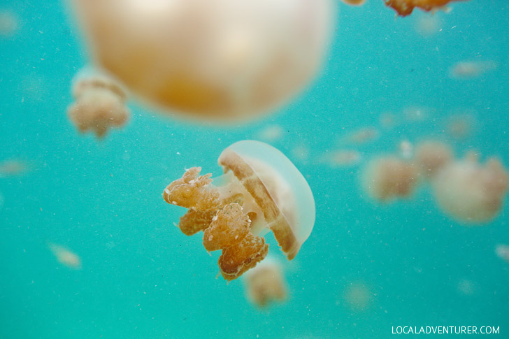 Snorkeling with Stingless Jellyfish in Derawan Indonesia // localadventurer.com