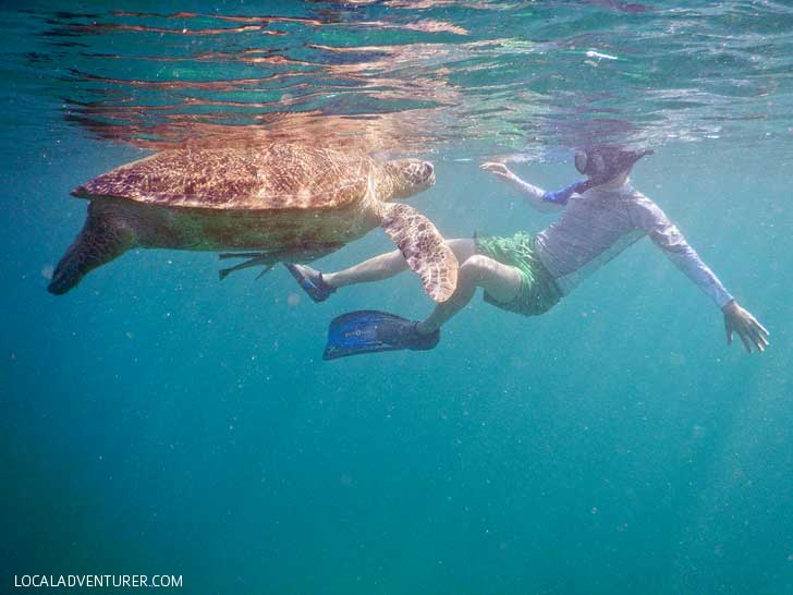 Swimming with Endangered Green Sea Turtles in Indonesia - Where You're Almost Guaranteed to See One! // localadventurer.com
