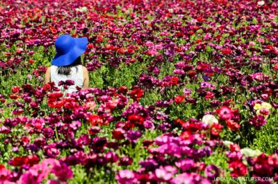 It's Ranunculus Season at the Carlsbad Flower Fields. See them before they’re gone! // localadventurer.com