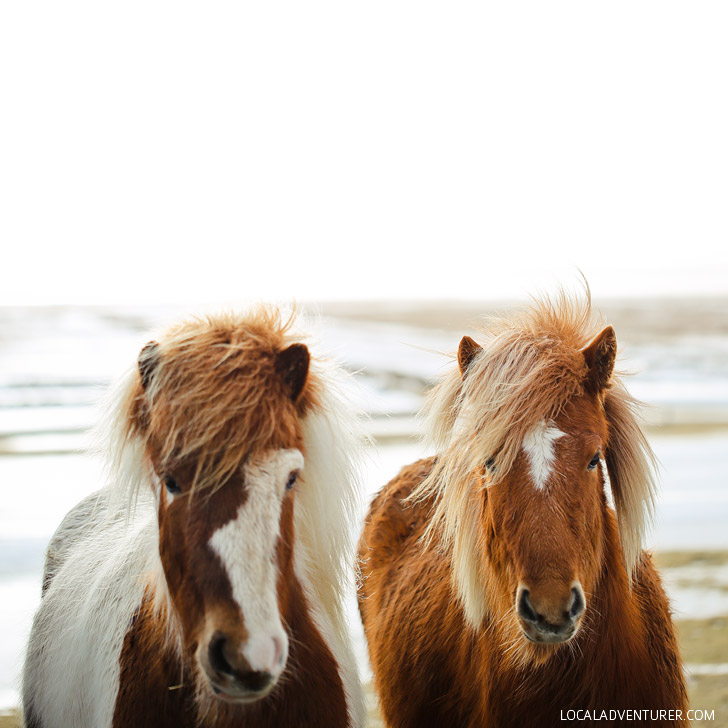 Icelandic Horse - Heading to Iceland? Check out our full article with 5 best day trips from Reykjavik Iceland + Tips for your visit // Local Adventurer #reykjavik #iceland