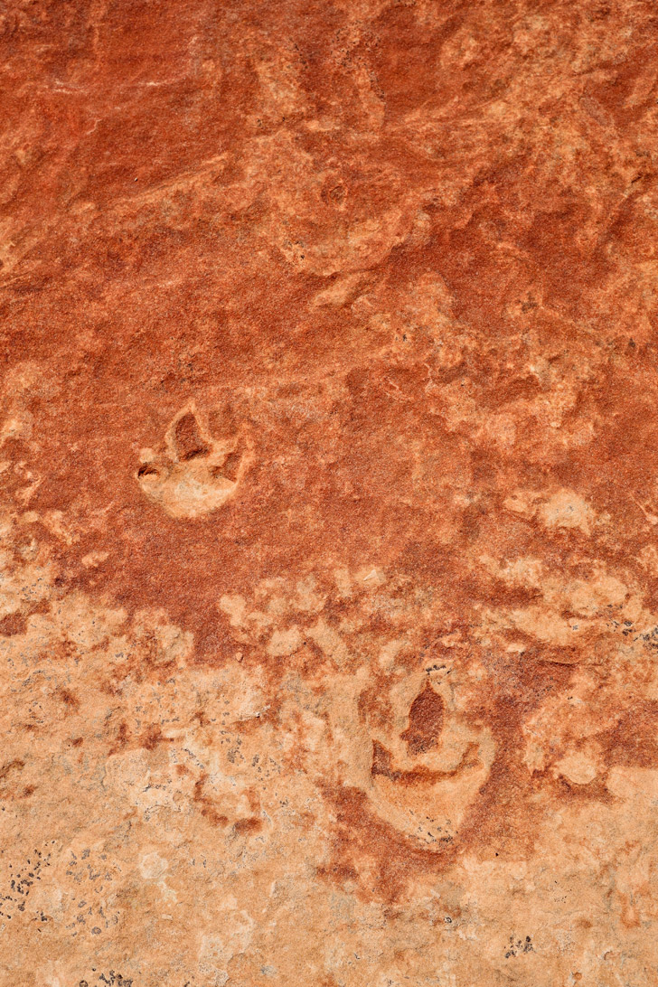 Dinosaur Tracks and Footprints are a quick detour from the Wave Rock Formation in Coyote Buttes North // localadventurer.com