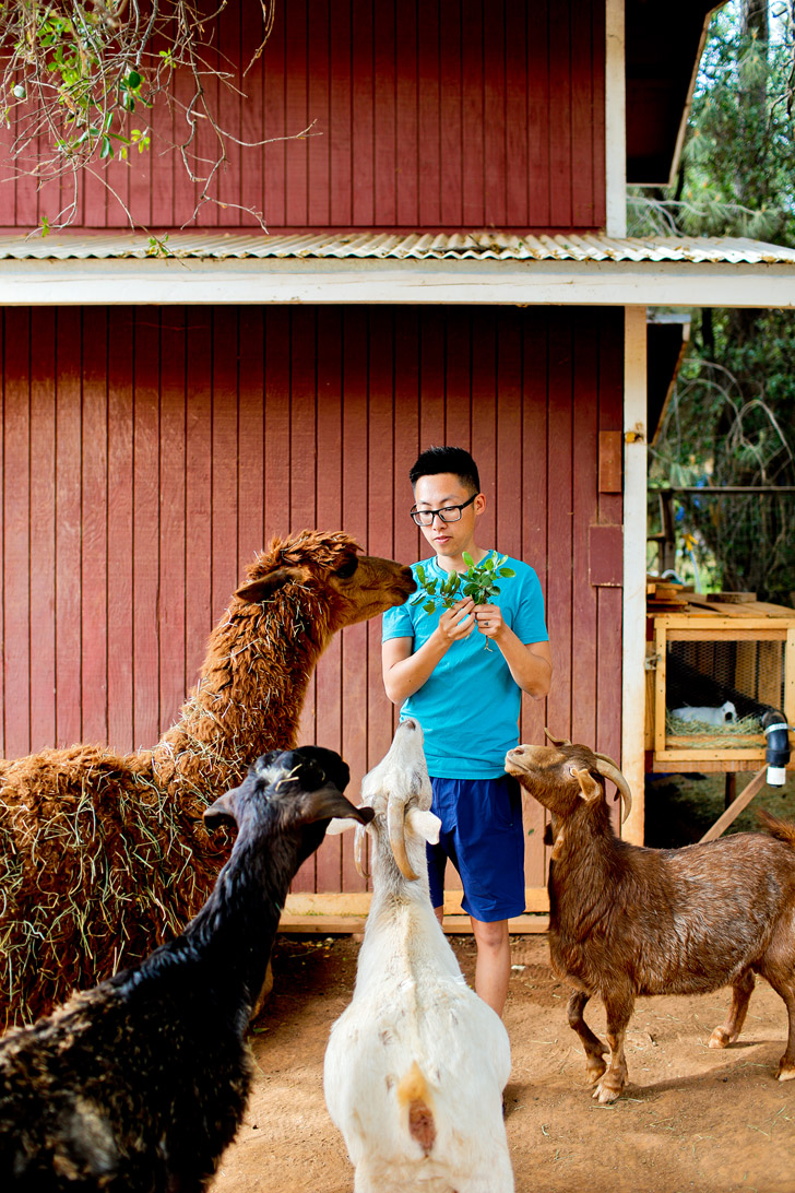 Yosemite Pines RV Park - They even have a petting zoo! // localadventurer.com