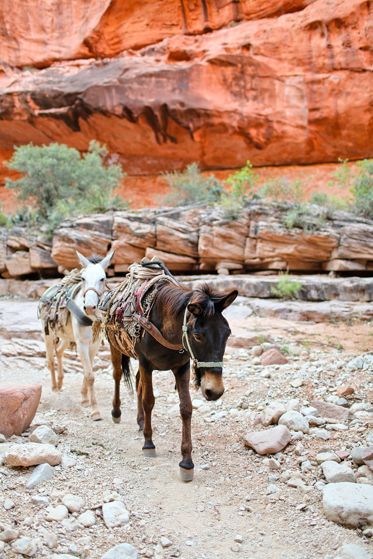 Havasu Falls Hike // localadventurer.com