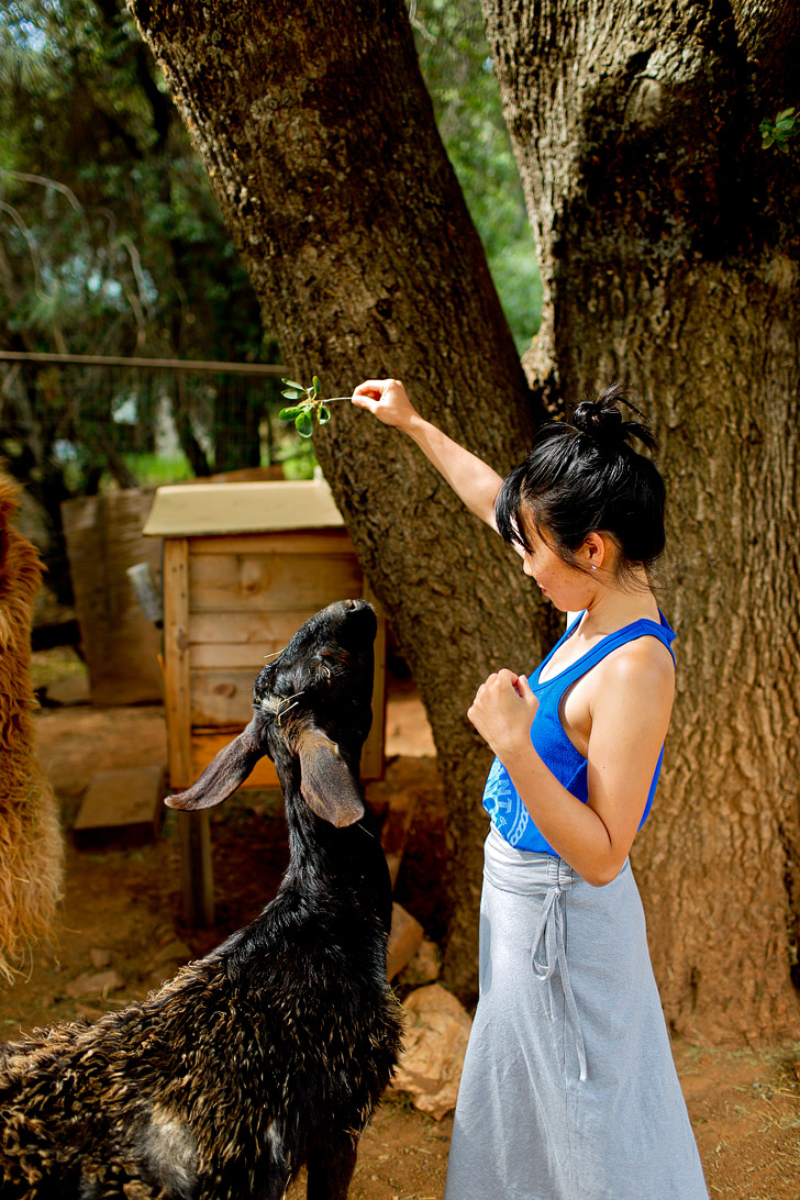 Yosemite Pines RV Park - They even have a petting zoo! // localadventurer.com